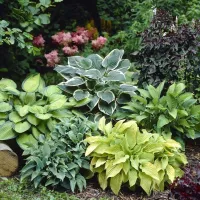 Hosta